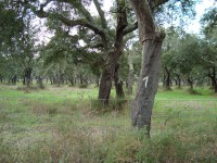 /album/avalia%c3%a7%c3%b5es-rusticas/floresta-montado-de-sobro-jpg/